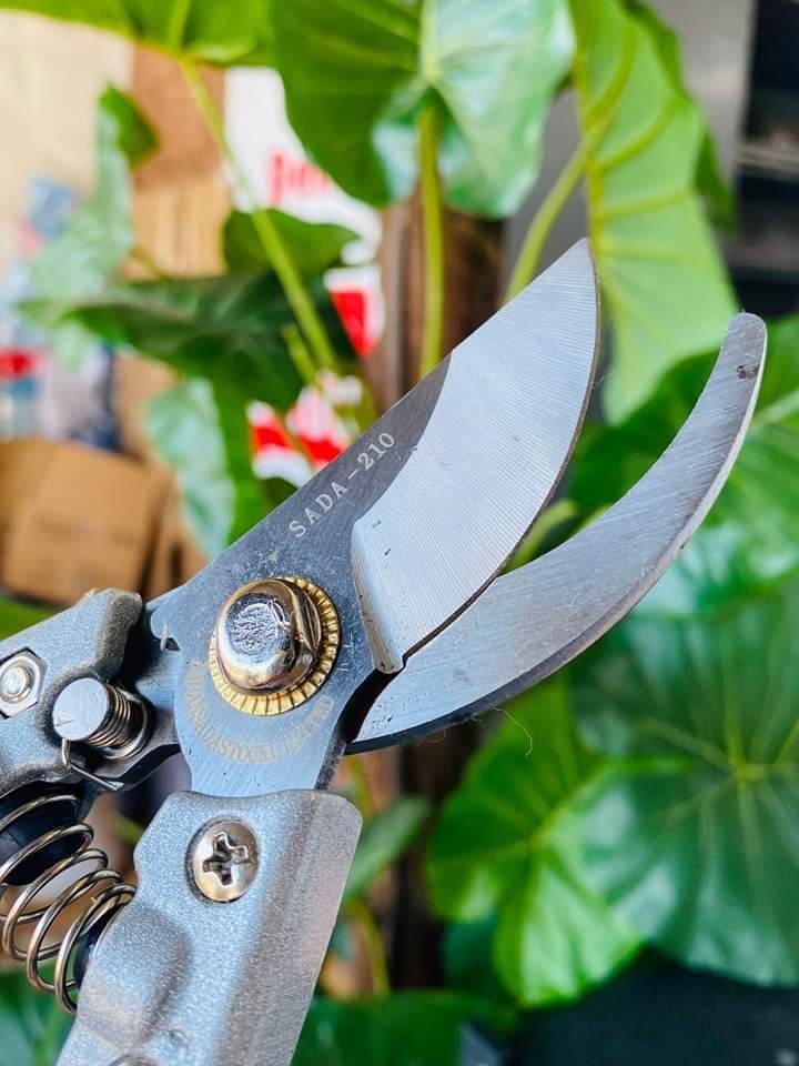 Kéo cắt tỉa cành cây Nhật Bản 210 (6)