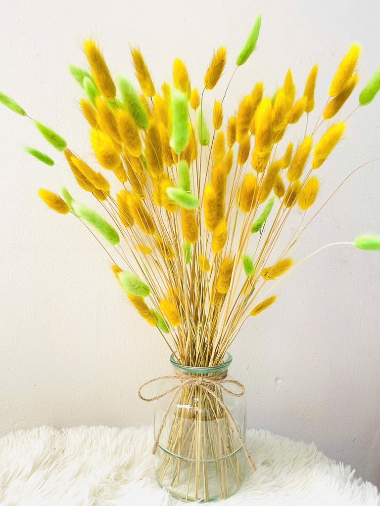 Chậu Hoa Đuôi Thỏ Nhiều Màu Decor Siêu Xinh (3)