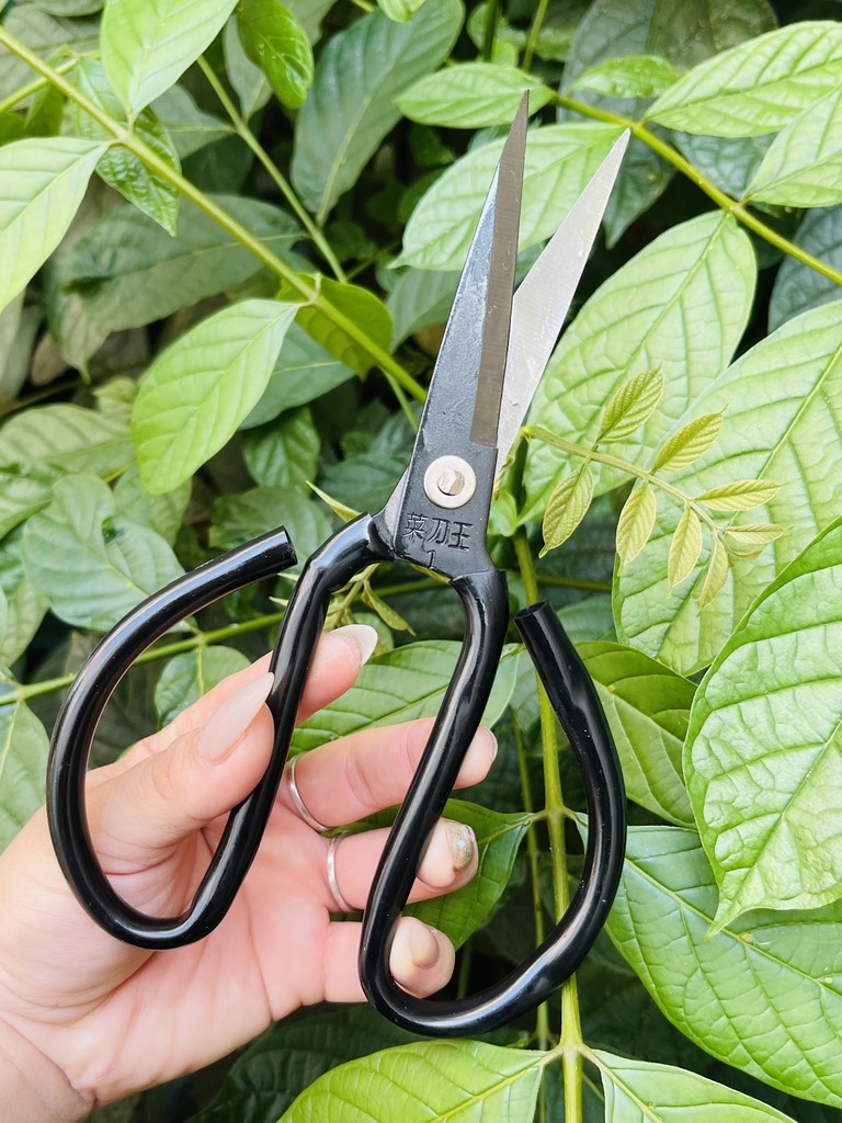 KÉO CẮT CÁN ĐEN SIZE 21cm (1)