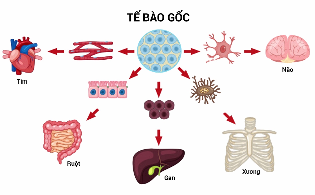 Ứng dụng của công nghệ tế bào gốc trong y học tái tạo