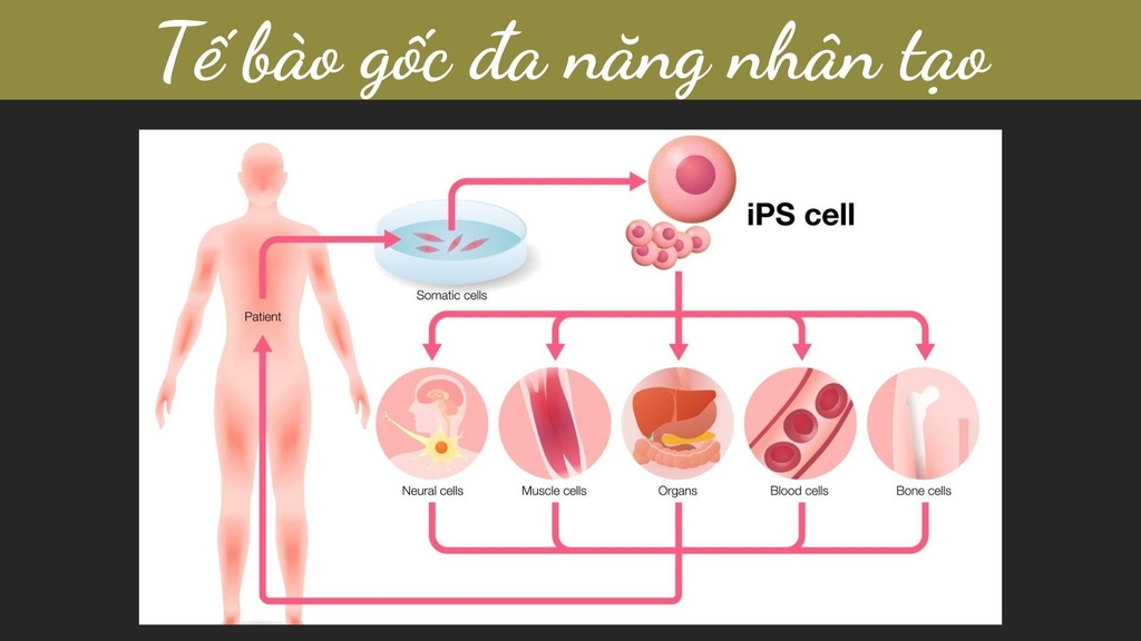 Tế bào gốc đa năng cảm ứng được tạo ra một cách nhân tạo