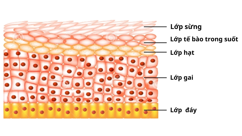 Cấu tạo lớp biểu bì da