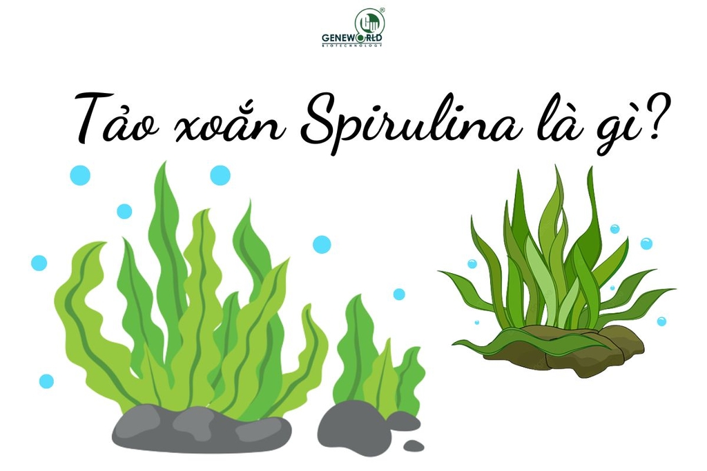 Tảo xoắn Spirulina là loài tảo có dạng sợi xoắn màu xanh lục