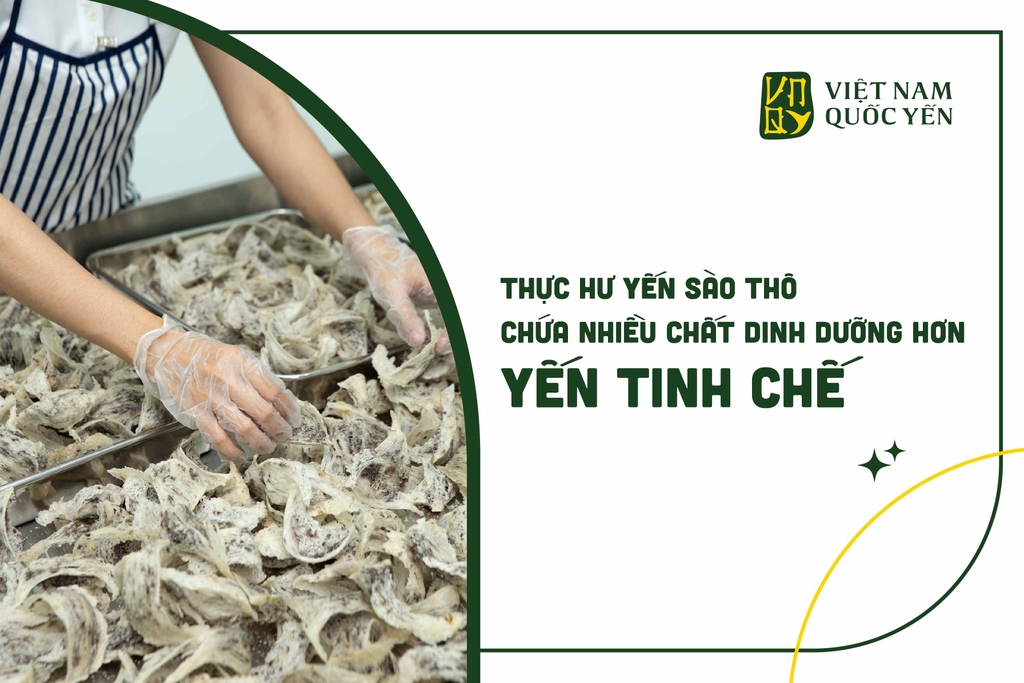 THỰC HƯ YẾN SÀO THÔ CHỨA NHIỀU CHẤT DINH DƯỠNG HƠN YẾN SÀO TINH CHẾ