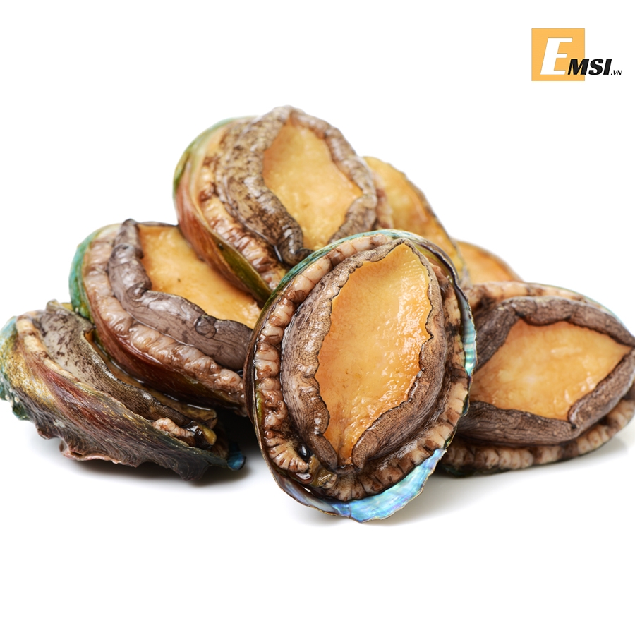 BÀO NGƯ NHẬT • SIZE 20-24 500gr