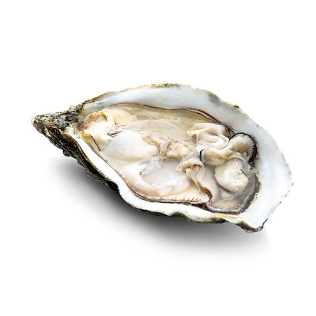 Hàu giống Pháp tươi sống size 12 - 15 con/kg (1KG)