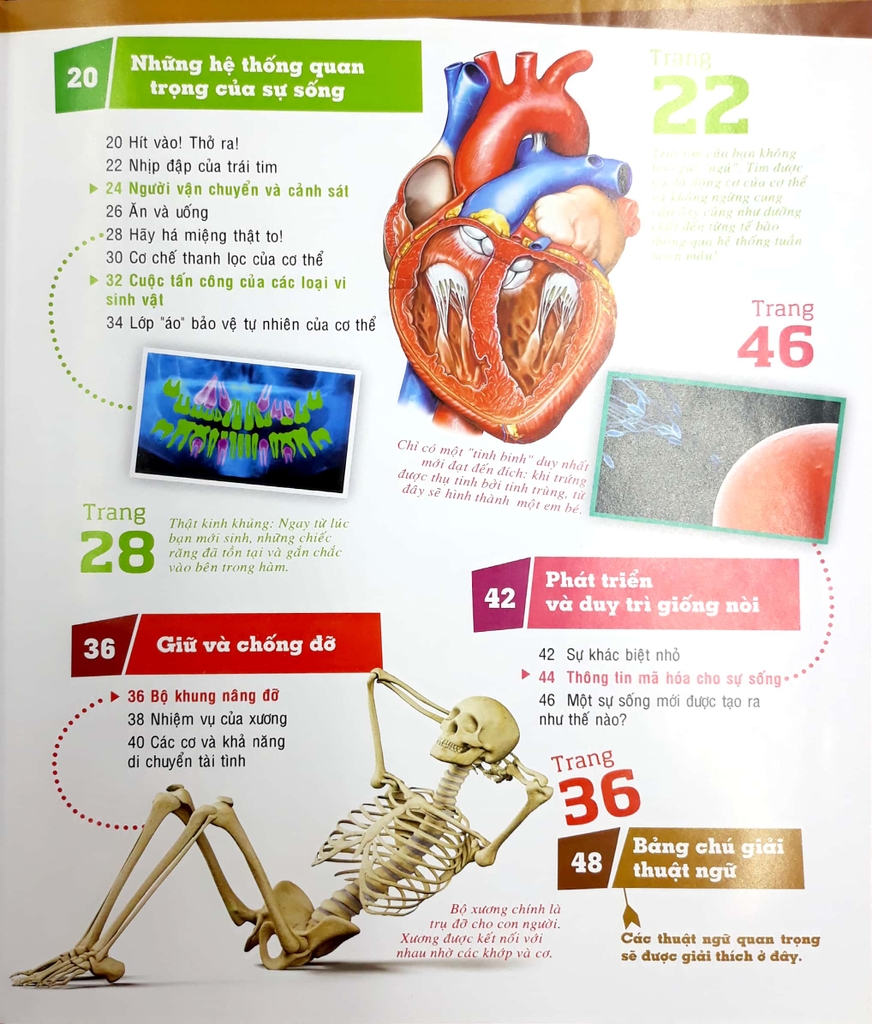 Thế Nào Và Tại Sao: Cơ Thể Người - Tuyệt Tác Của Tạo Hoá ( Tái Bản )
