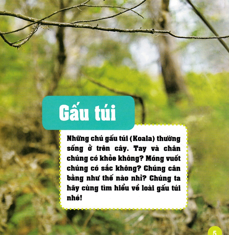 Khám Phá Thế Giới Diệu Kì - Gấu Túi
