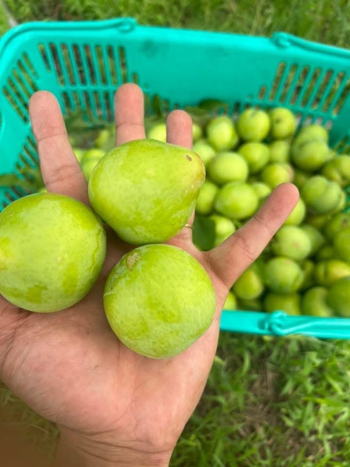 Mận Nhật スモモ 1000g