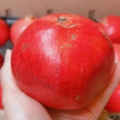 Quả Lựu Tươi America