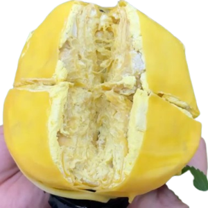 Bánh Sầu Riêng - ドリアンケーキ