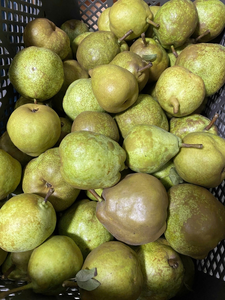 Lê Ổi Giòn Ngọt - 1000g