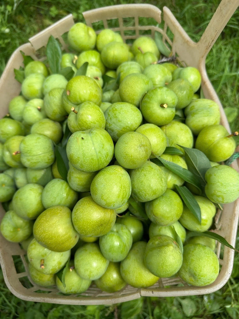 Mận Nhật スモモ 1000g
