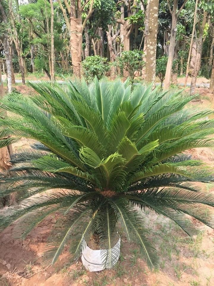 CÂY VẠN TUẾ TRẠI GIỐNG CÂY TRỒNG HÀ HÙNG Cây Vạn Tuế Trại Giống Cây Trồng Hà Hùng