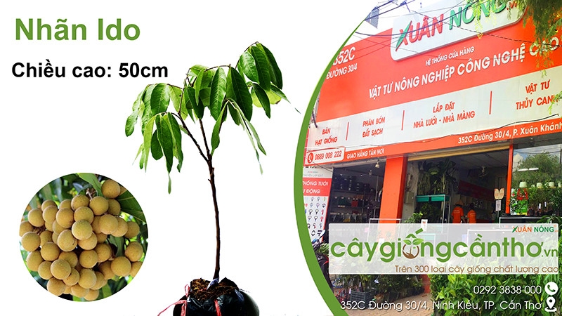 ĐA DẠNG MÔ HÌNH XEN CANH  Đài Truyền thanh Huyện Phụng Hiệp