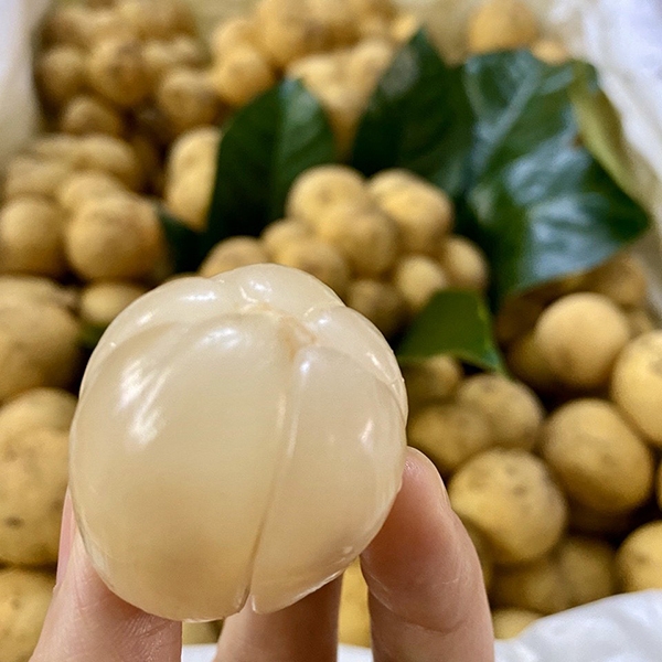 CÂY GIỐNG BÒN BON THÁI LAN