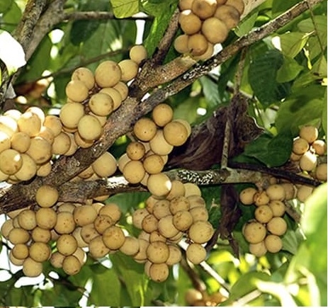 CÂY GIỐNG BÒN BON THÁI LAN