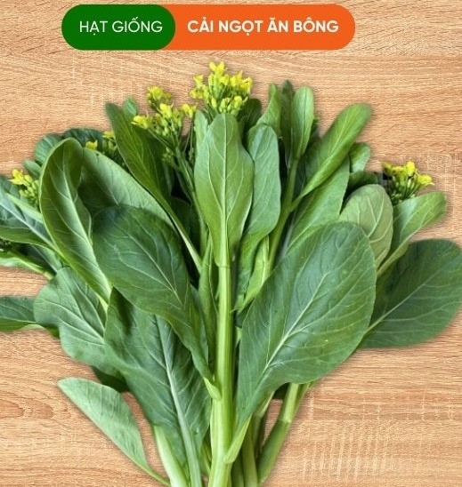 HẠT GIỐNG CẢI NGỒNG