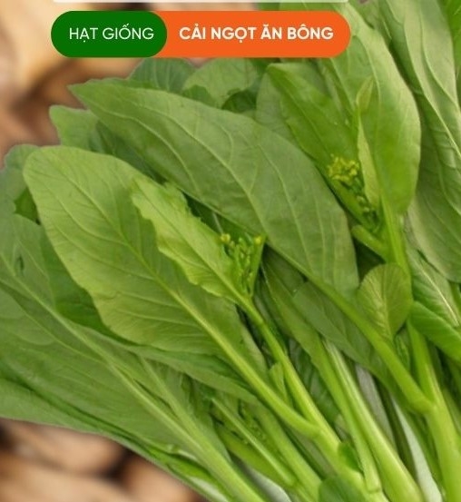 HẠT GIỐNG CẢI NGỒNG