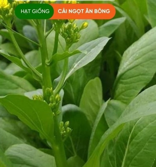 HẠT GIỐNG CẢI NGỒNG