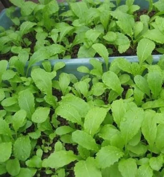 CẢI BẸ XANH ĂN NON