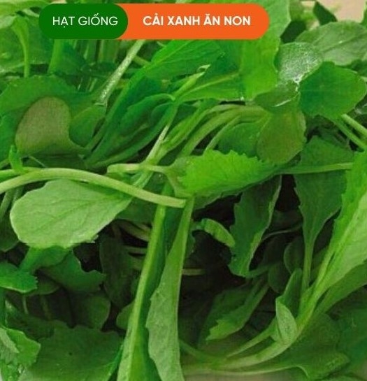 CẢI BẸ XANH ĂN NON