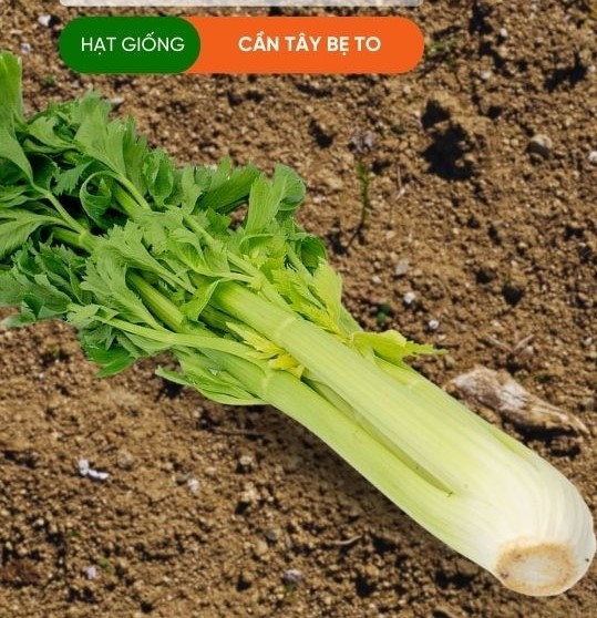 HẠT GIỐNG CẦN TÂY BẸ TO