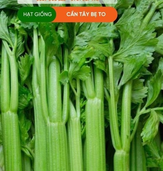HẠT GIỐNG CẦN TÂY BẸ TO