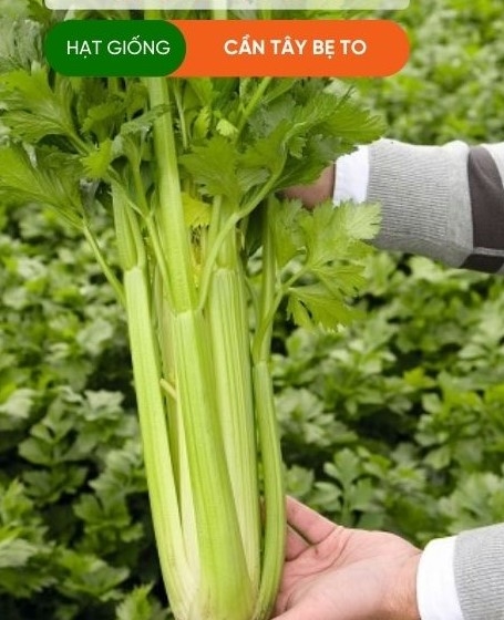 HẠT GIỐNG CẦN TÂY BẸ TO