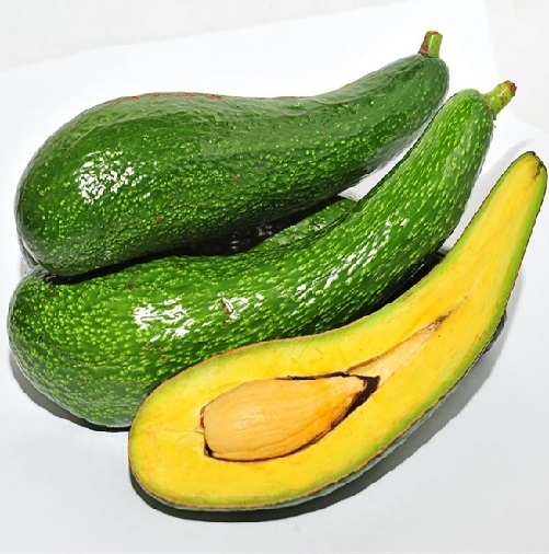 CÂY GIỐNG BƠ 034