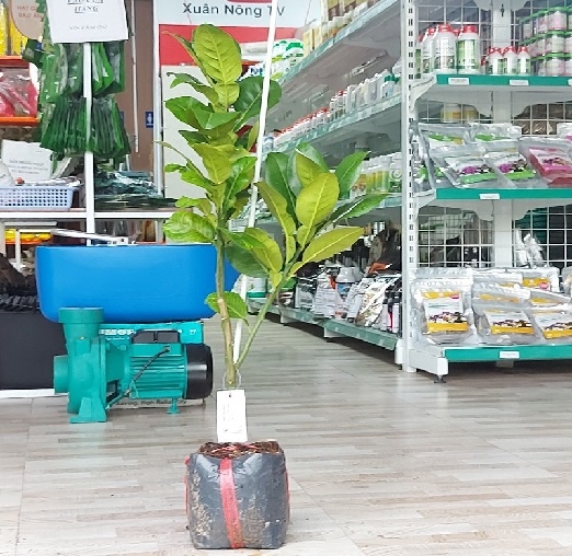 CÂY GIỐNG BƯỞI DA XANH