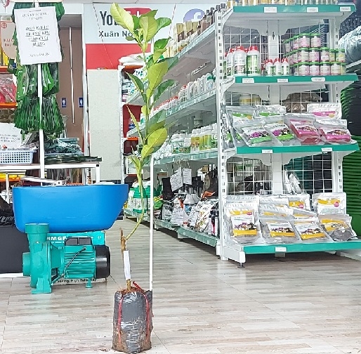 CÂY GIỐNG BƯỞI RUBY