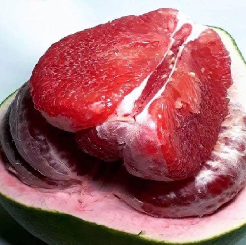 CÂY GIỐNG BƯỞI RUBY