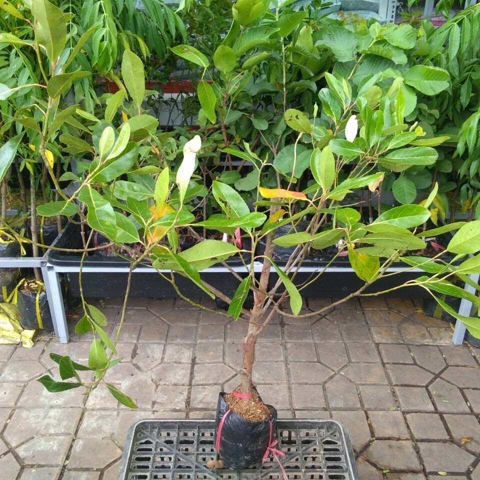 CÂY GIỐNG CÀ NA THÁI