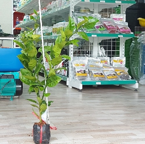 CÂY GIỐNG CHANH BÔNG TÍM