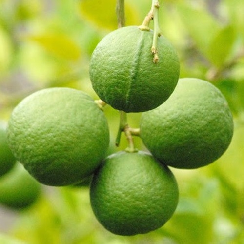 CÂY GIỐNG CHANH BÔNG TÍM