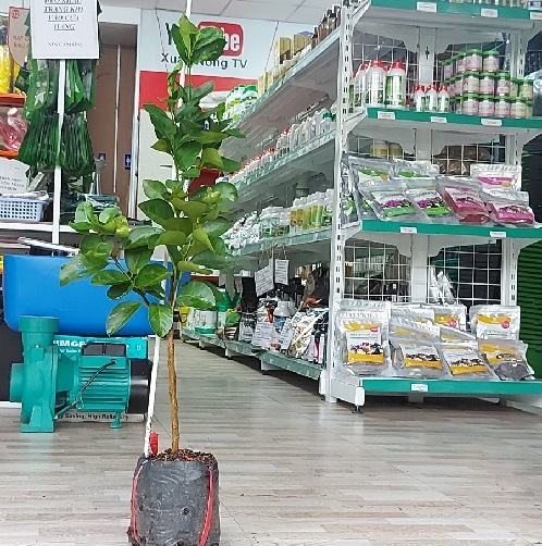 CÂY GIỐNG CHANH KHÔNG HẠT