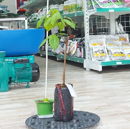 CÂY GIỐNG CHÔM CHÔM THÁI