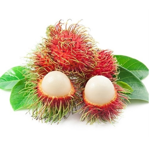 CÂY GIỐNG CHÔM CHÔM THÁI