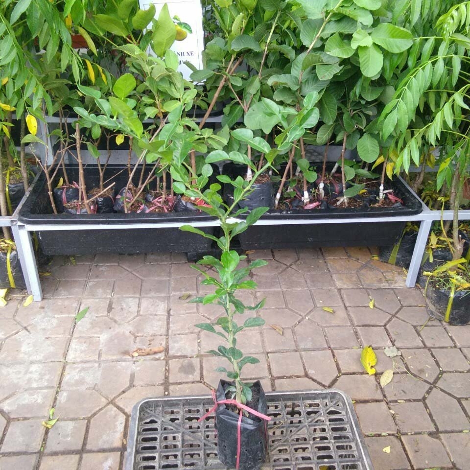 CÂY GIỐNG CHÚC ĂN LÁ