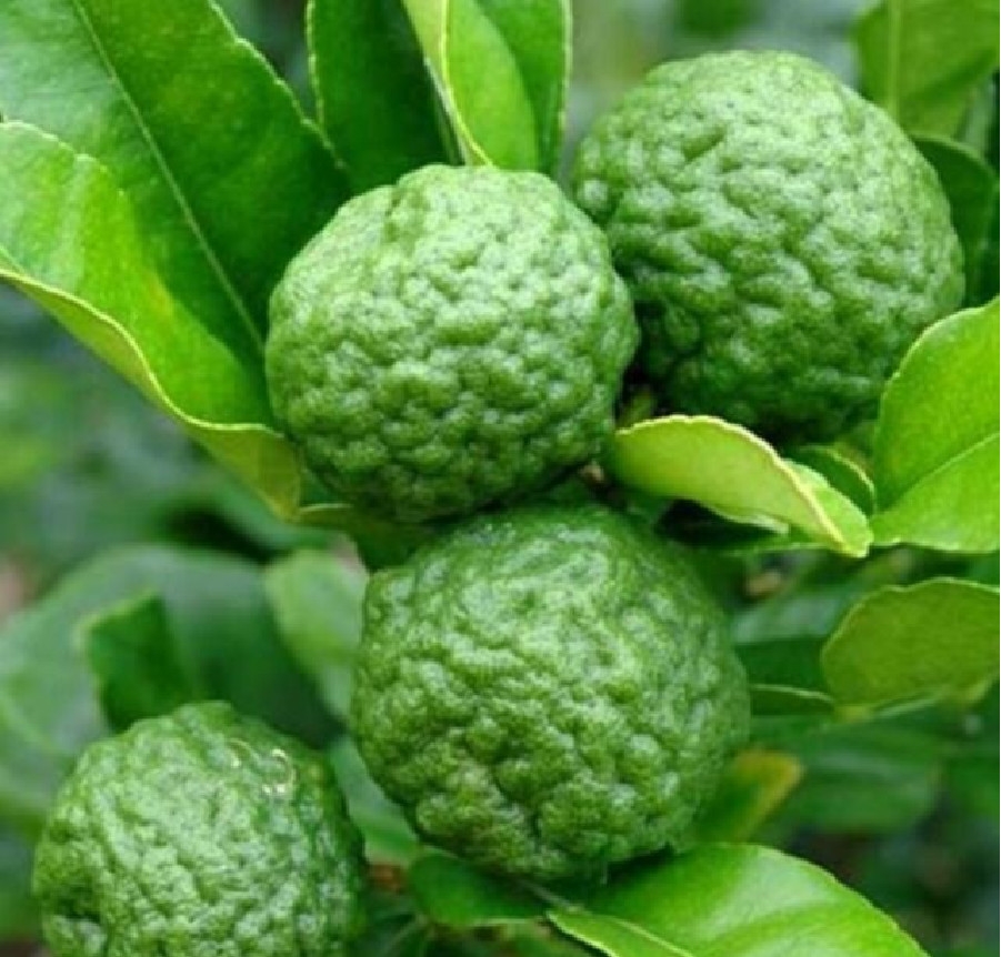 CÂY GIỐNG CHÚC ĂN LÁ