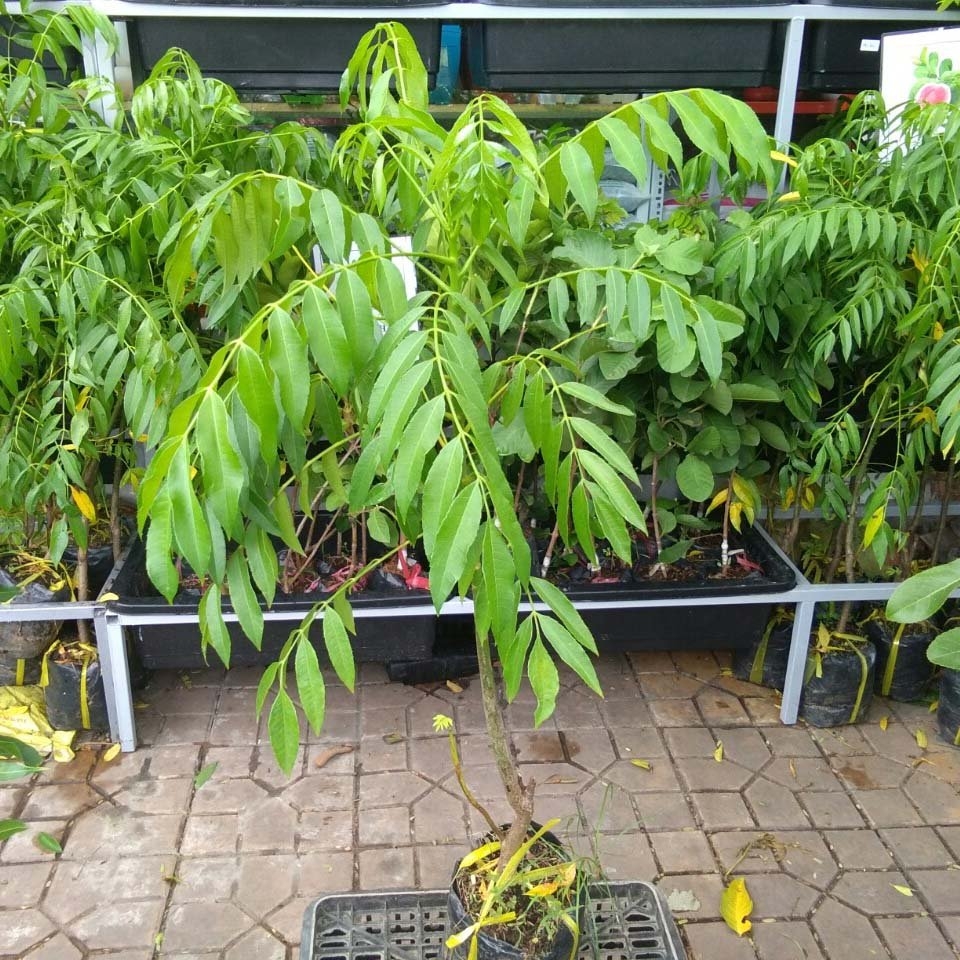 CÂY GIỐNG CÓC THÁI