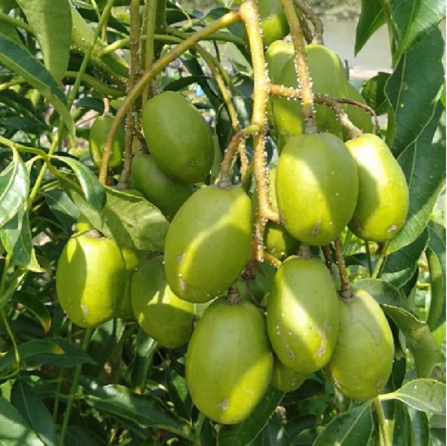 CÂY GIỐNG CÓC THÁI