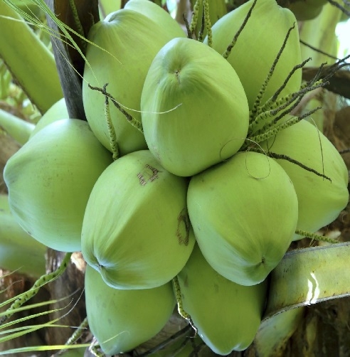 CÂY GIỐNG DỪA XIÊM LÙN XANH