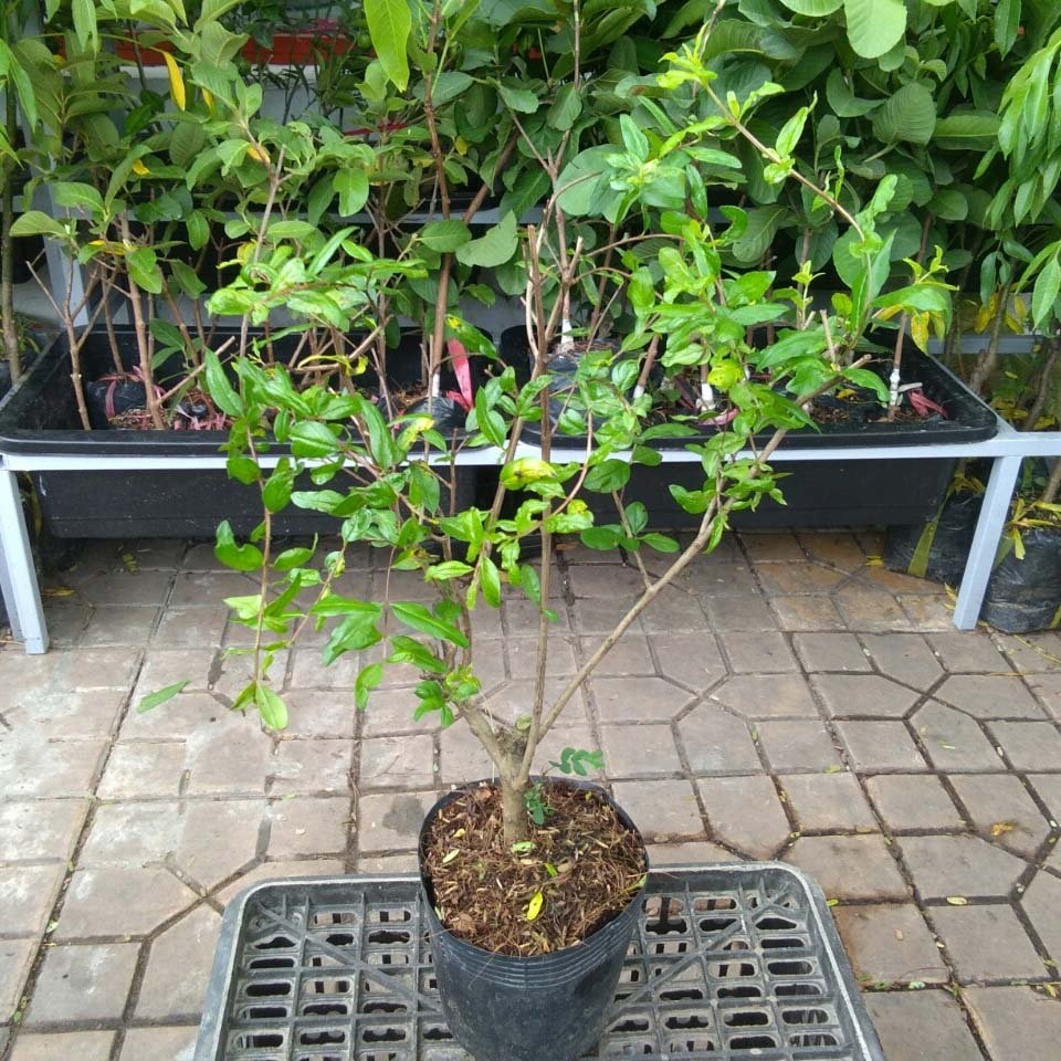 CÂY GIỐNG LỰU ẤN ĐỘ