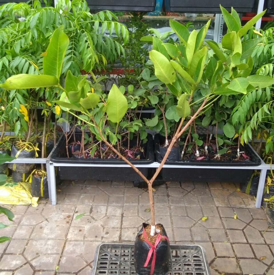 CÂY GIỐNG MẬN AN PHƯỚC