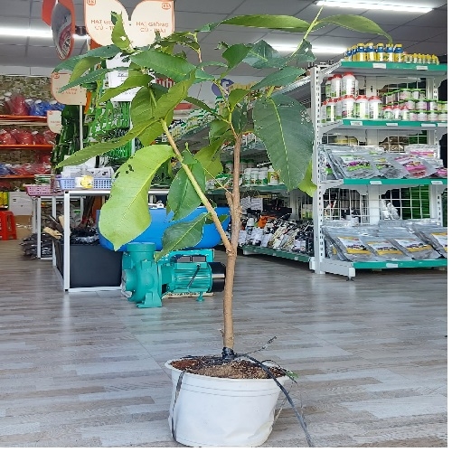 CÂY GIỐNG MẬN XANH TAM HOA