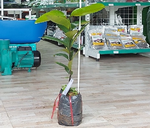 CÂY GIỐNG MĂNG CỤT