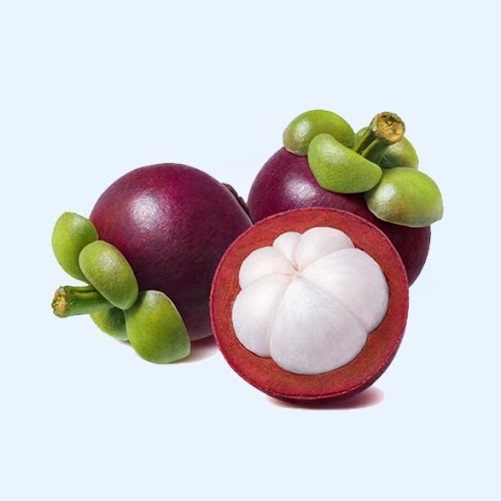 CÂY GIỐNG MĂNG CỤT