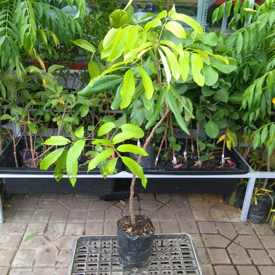 CÂY GIỐNG NHÃN IDO